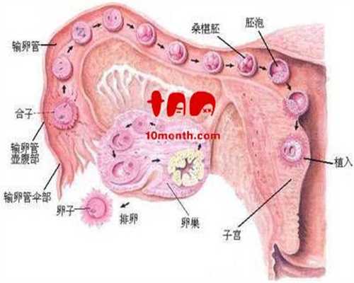 泰国供精试管的精子来源：怎么知道自己宫颈粘